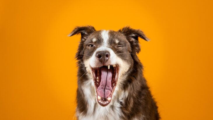 見逃してない？犬がみせる4つのストレスサイン　主な原因や改善方法までご紹介(ブログ)