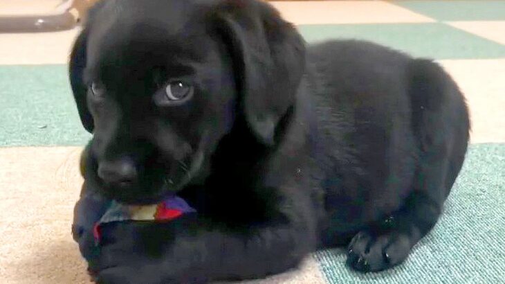 赤ちゃん犬に『靴下』で遊ばせてあげた結果『噛んでも怒らない…？』と確認をする姿に悶絶「お目目たまらん」「まさに天使」と1万5000再生(ブログ)