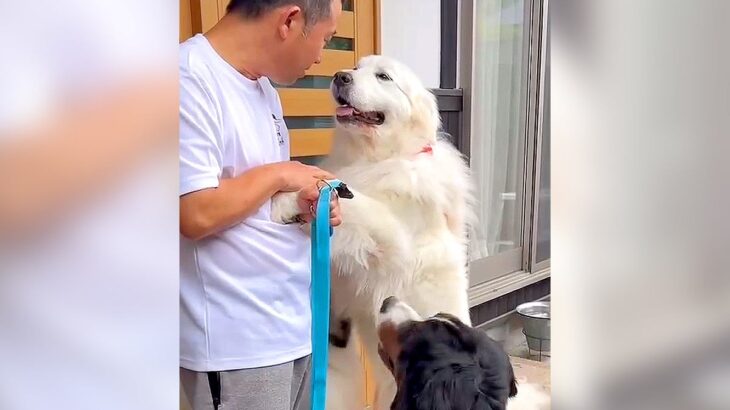 大型犬5匹の『お散歩準備』をした結果…圧巻の『わちゃわちゃする光景』が72万再生「個性豊かで可愛い」「なんかコントみたいで草」と絶賛(ブログ)