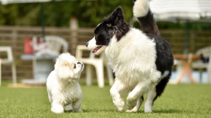 犬はドッグランに連れて行かなきゃダメ？得られるメリットや性格に合わせた遊び方を解説(ブログ)
