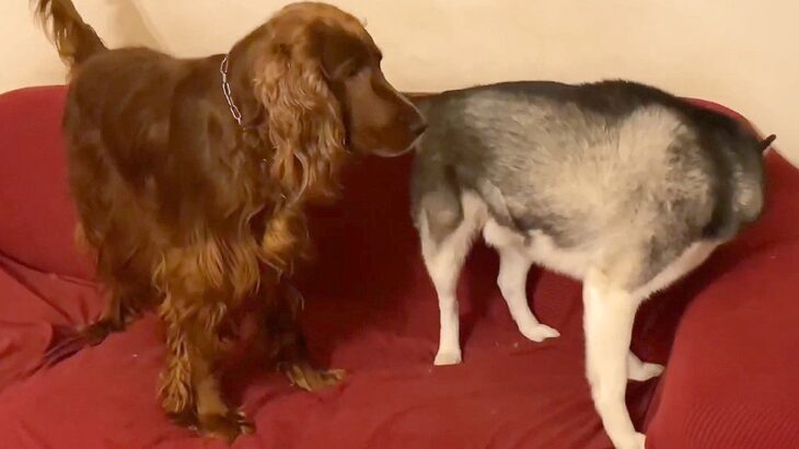 大型犬たちに『おやつをあげた』結果…まるで『子どもの喧嘩』のような奪い合いが4万再生「譲れない一線があるｗ」「ワガママも可愛い」(ブログ)