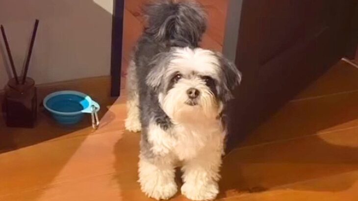 『僕はここにいていいの？』飼い主に捨てられた過去を持つ小型犬…悲しみを乗り越え『幸せを掴んだ姿』が19万再生の反響(ブログ)