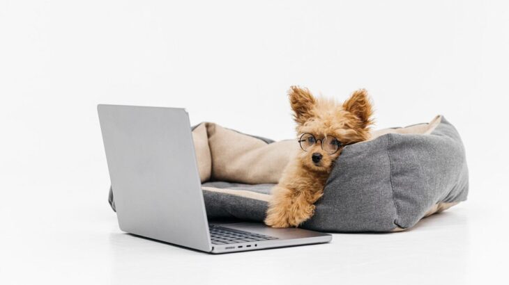病は気からと同じ効果がある？言葉の意味を正しく理解して使うと犬の扱いも優しくなれる理由(ブログ)