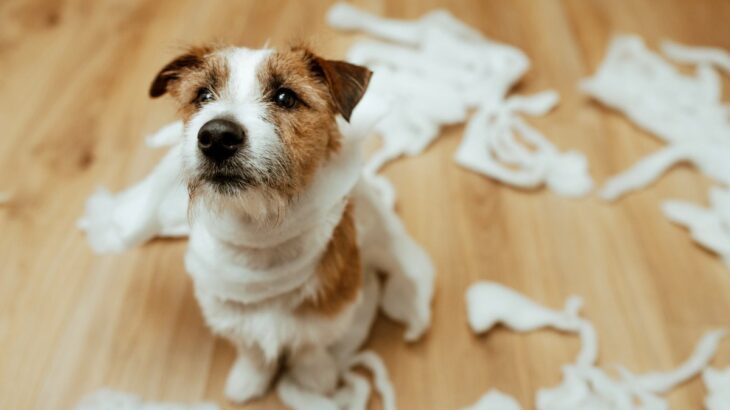 犬が『部屋を散らかす』原因とは？問題行動に隠された危険な病気まで(ブログ)