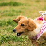 犬の問題行動はなぜ起こるのか？改善のためには『環境』から見直していくのが大切(ブログ)
