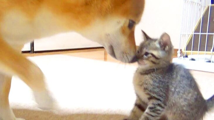 柴犬が『子猫のこと愛しすぎた』結果…まるで『母親のように面倒を見る』光景が尊すぎると114万再生「心が浄化されていく」「優しい」と絶賛(ブログ)