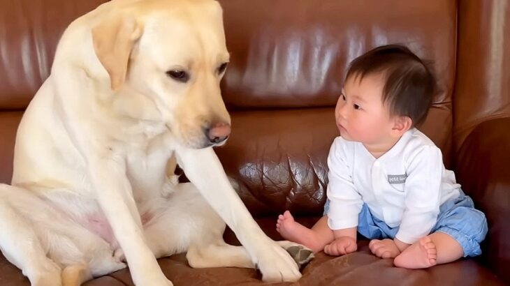 大型犬が赤ちゃんの近くに座った結果…なぜか『ガン見』されてしまう光景が149万再生「気まずそうで草」「目が泳いでて可愛すぎるｗ」と悶絶(ブログ)