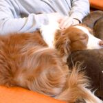 『寝起きの犬』を撮影してみたら…思った以上に『朝が弱すぎる愛らしい姿』が53万再生「お顔ぽわぽわしてるｗ」「可愛い超えて尊い」と絶賛(ブログ)
