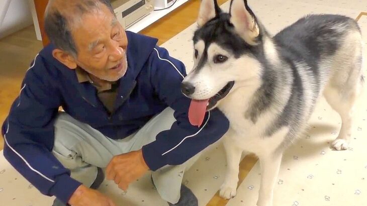 ハスキー犬が大好きな『おじいちゃん』家にきた結果…『喜びの舞』が可愛すぎると61万再生「無邪気でたまらん」「軽めの運動会で草」と絶賛(ブログ)