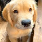 赤ちゃん犬がお昼寝から目覚めたら…驚きの『お利口すぎる行動』が15万6000再生「天才ですか？」「賢すぎて涙出るｗ」と賞賛・感動の声(ブログ)