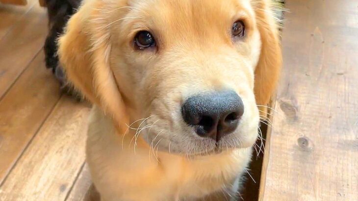 赤ちゃん犬がお昼寝から目覚めたら…驚きの『お利口すぎる行動』が15万6000再生「天才ですか？」「賢すぎて涙出るｗ」と賞賛・感動の声(ブログ)