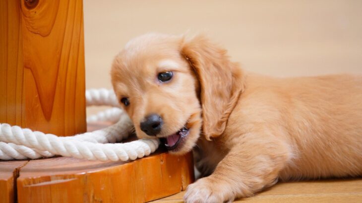 子犬に甘噛みされたら「痛い！」とリアクションをしてはいけない？その理由を解説(ブログ)