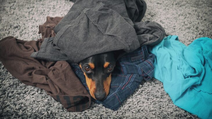 犬が飼い主のニオイを好む『3つの理由』臭いから？念入りにクンクンしてくる心理とは(ブログ)