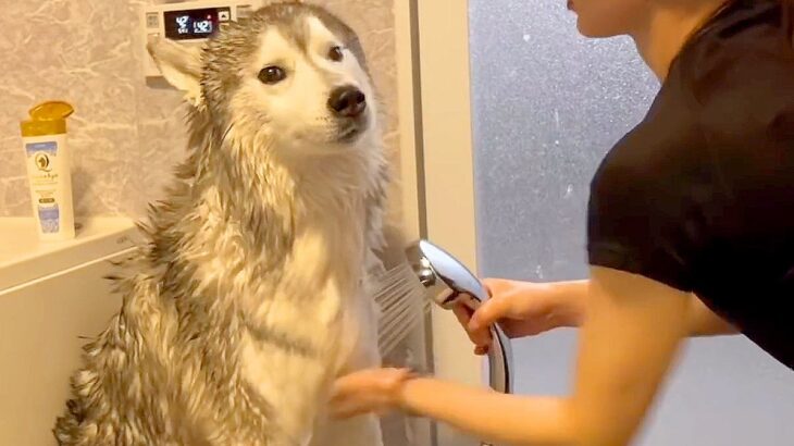 ハスキー犬をお風呂に入れた結果…体を震わせる『ブルブル』が圧倒的すぎると168万再生「水しぶきやばくて草」「びしょびしょｗ」と絶賛(ブログ)