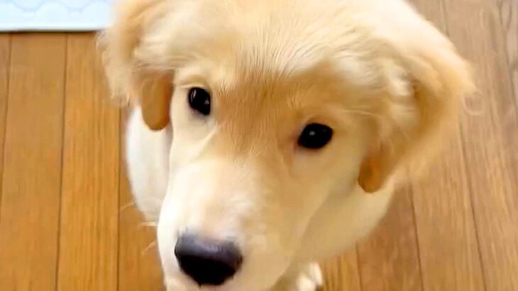 売れ残っていた『大型犬の子犬』を飼った結果…お迎え当日の様子が『愛にあふれすぎている』と13万再生「まさに天使」「無償の愛ですね」(ブログ)