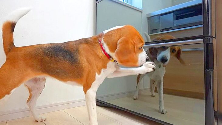 犬が『冷蔵庫の電動引き出し機能』に気づいた結果…凄まじい執念による『まさかの奇跡』が3万再生「必死すぎて草」「反射がシュールｗ」の声(ブログ)