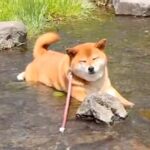 『冷やし柴犬はじめました』可愛すぎる”夏の風物詩”に注文が殺到？127万表示された光景に「うっとりしてるｗ」「おひとつください」と絶賛(ブログ)
