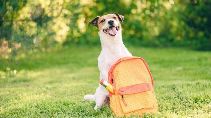 犬なしの旅行でチェックするべきこと３選　愛犬が安心安全に過ごすための選択肢とは(ブログ)
