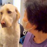 『甘えていいかな…？』週に1度、犬がおばあちゃんと会っていた結果…可愛すぎる『気遣い』が愛くるしいと68万再生「確認してて偉い」と賞賛(ブログ)
