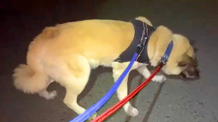 ビビりな保護犬が『散歩で知らない道に来てしまった』結果…慎重すぎる『抜き足差し足』が67万再生　お手本のような歩き方が面白いと話題に(ブログ)