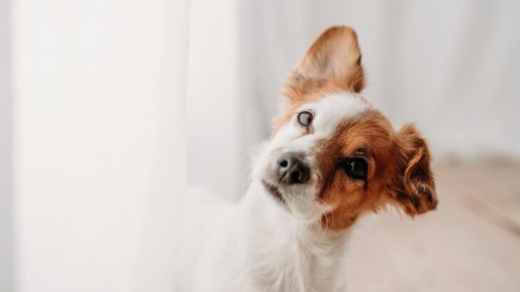犬の『記憶』驚くべきメカニズムとは？人間の顔や言葉をどう覚えているの？(ブログ)