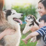 愛犬家が多い『都道府県』ランキングTOP5　犬好きがたくさん住んでいる地域はどこ？(ブログ)