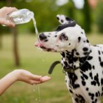 犬を『リラックスさせる』方法5つ　緊張している愛犬に飼い主がすべき対応策とは？(ブログ)