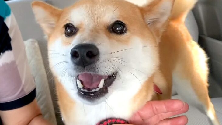 『ペットホテルに預けた犬』を迎えに行ったら…寂しすぎて見せた『抗議』が104万再生「切ない声…泣ける」「でも一番寂しかったのパパ」と感動(ブログ)