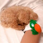 寝てる犬の前に『新しいおもちゃ』置くドッキリしてみた結果…可愛すぎる結末が35万再生「怪しまれてて草」「匂いで完全にバレてるｗ」と絶賛(ブログ)
