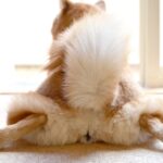 犬の『お尻』でわかる4つの心理　愛犬の仕草や行動を見極めて気持ちを知ろう(ブログ)