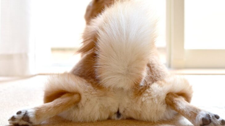 犬の『お尻』でわかる4つの心理　愛犬の仕草や行動を見極めて気持ちを知ろう(ブログ)