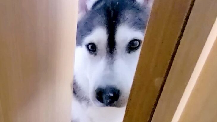 ハスキー犬が『緊急事態です』と騒ぐのでついて行った結果…『まさかの大事件』が98万再生「平和すぎる緊急事態ｗ」「子猫の世話役」と爆笑(ブログ)