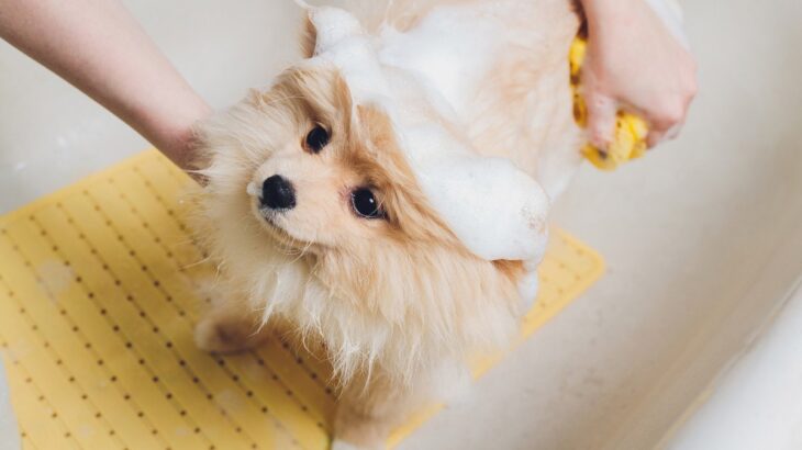 犬に『人間用シャンプー』を使ってはいけない理由とは？使用したときの危険性まで(ブログ)