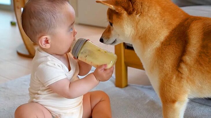 犬と赤ちゃんの微妙な関係…まさかの『ミルクの時だけ距離が縮まる』光景が話題に「見てんじゃねえばぶぅｗｗ」「ふたりの距離感がジワる」(ブログ)