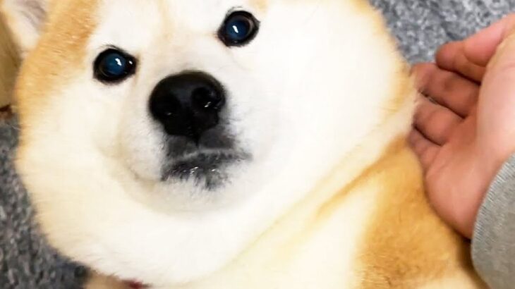 柴犬を『手刀で気絶させてみた』結果…面白すぎる『空気を読む姿』が101万再生「ゆっくりと倒れてくのほんと草」「困惑してるｗｗ」と爆笑(ブログ)