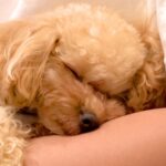 犬と社会人男性の『休日ルーティン』を撮影した結果…想像以上に『ラブラブ』な様子が86万再生「カップルにしか見えなくて草」「幸せが渋滞」(ブログ)