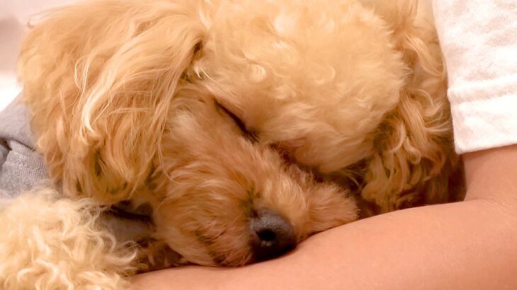 犬と社会人男性の『休日ルーティン』を撮影した結果…想像以上に『ラブラブ』な様子が86万再生「カップルにしか見えなくて草」「幸せが渋滞」(ブログ)