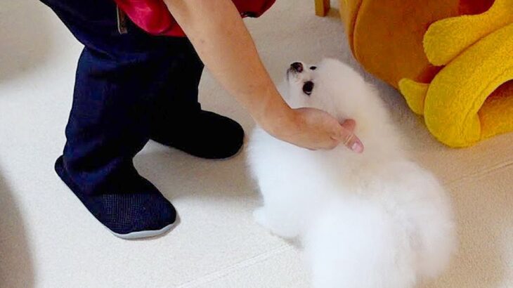 犬がいる家に『エアコン業者のお兄さん』が来た結果…仕事ができなくなるほどの『熱熱歓迎』が7万再生「作業見るの可愛すぎるｗ」と絶賛(ブログ)