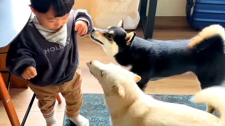 犬が『小さな男の子』を心配になってしまった結果…『優しく見守る光景』が素晴らしいと絶賛「距離感分かってる」「癒しの空間」と2万再生(ブログ)