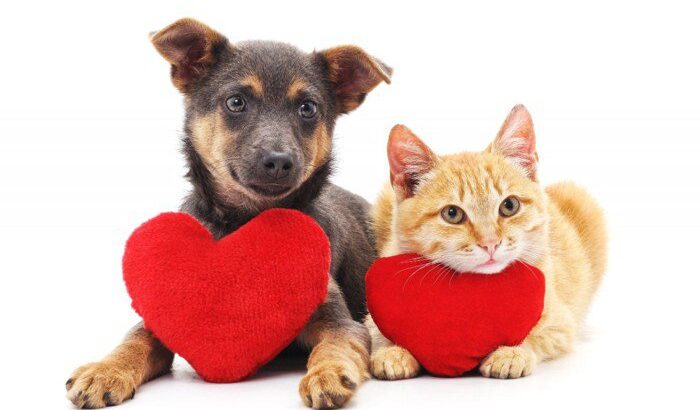 【獣医師コラム】ペットを飼うなら、犬？猫？ペット選びの際に知っておいてもらいたいこと(ブログ)