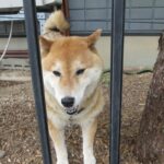 犬が飼い主の帰宅時に吠える理由とは？　3つの心理とやめさせる方法を解説(ブログ)