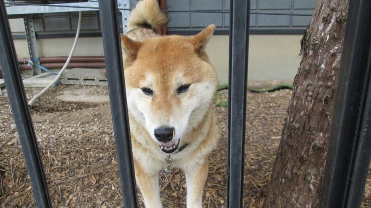 犬が飼い主の帰宅時に吠える理由とは？　3つの心理とやめさせる方法を解説(ブログ)