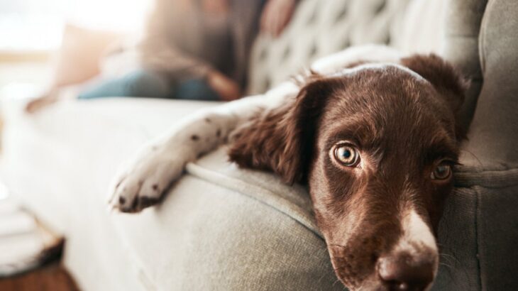 犬が人に『不信感を抱く』NG行為5選　飼い主を信頼できなくなる要因やいい関係性を築く方法まで(ブログ)
