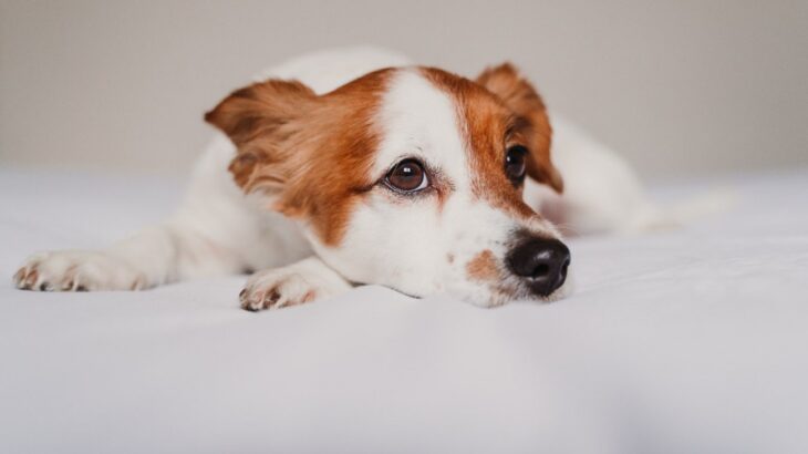 『耳が聞こえにくい犬』がする行動5つ　聴力が弱っているかどうかを確かめる方法とは？(ブログ)