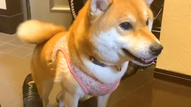 犬の『ただいま』と『おかえり』を撮影してみた結果…可愛すぎる『歓迎っぷり』が13万再生「もはや耳が横に付いてるｗ」「尊すぎる」と悶絶(ブログ)