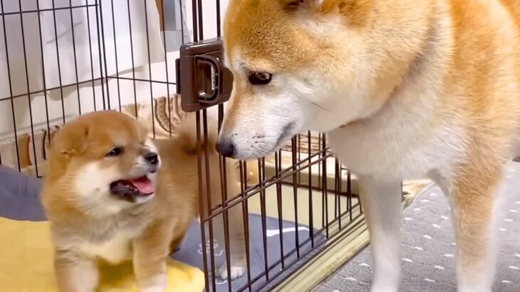 お母さん犬が『生後1ヶ月の赤ちゃん犬』を遊びに誘った結果…もはや『ぬいぐるみ』のような可愛さに悶絶「ムチムチでたまらん」と25万再生(ブログ)