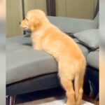大型犬の『生後3ヵ月』と『現在の姿』を比べた結果…驚きの成長スピードが26万再生「成長早すぎるｗ」「まるで別のワンコ」驚きと絶賛の声(ブログ)