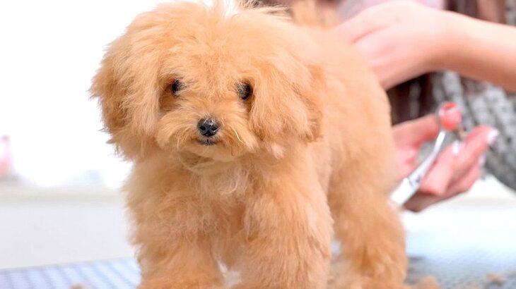 『ボサボサな赤ちゃん犬』をトリミングした結果…驚きの『ビフォーアフター』が54万再生「変わり方エグい」「可愛すぎたまらん」と悶絶の声(ブログ)