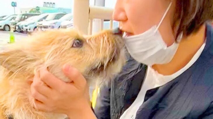 犬が5日ぶりに『お母さんとの再会』を果たした結果…予想外の反応が21万再生「ちょっと拗ねてたのかな？」「気付いた瞬間可愛すぎｗ」と絶賛(ブログ)