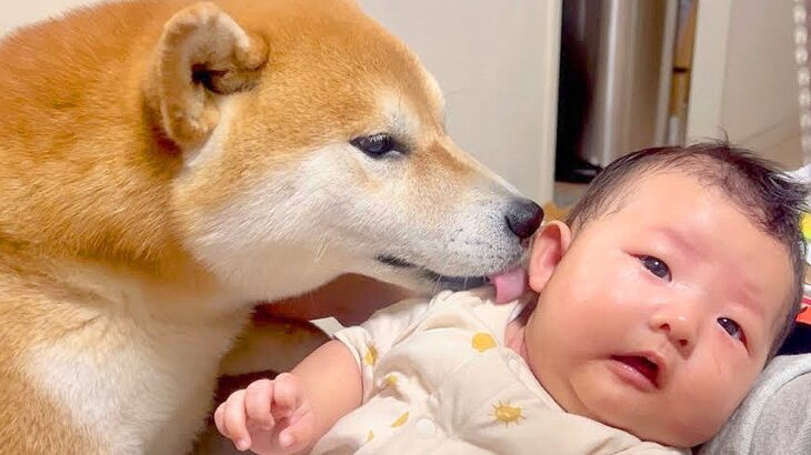 犬が『ぐずる赤ちゃん』を発見した結果…まさかの『柴流育児』で泣き止ませる光景が71万再生「優しすぎて涙が…」「愛を感じる」と感動(ブログ)